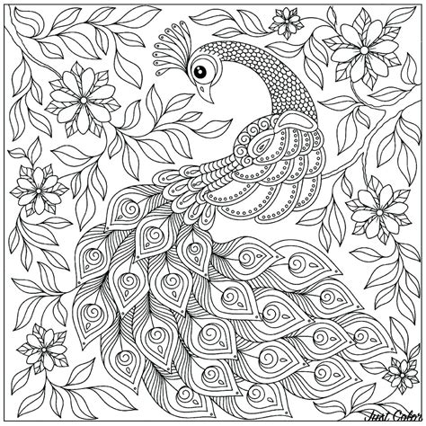 孔雀畫畫|《美麗孔雀 Peacock》兒童著色畫｜Coloring for 